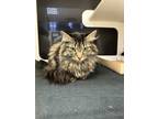 Adopt 52856189 a Domestic Long Hair