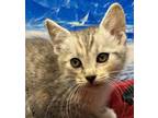 Adopt Truffle a Tabby