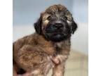Adopt Arbys a Wheaten Terrier