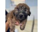 Adopt Burger King a Wheaten Terrier