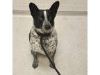 Adopt Meeko a Australian Cattle Dog / Blue Heeler