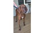 Adopt 23-07-2057 Audrey a Hound