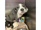 Adopt Datsun a American Staffordshire Terrier