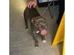 Adopt Wonder a Pit Bull Terrier