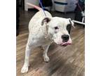 Adopt Nyla a Pit Bull Terrier, Mixed Breed