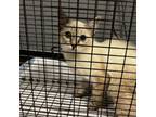 Adopt Cotton a Domestic Short Hair