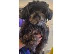 Adopt Zhao a Shih Tzu, Mixed Breed