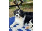 Adopt Auggie a Cocker Spaniel, Siberian Husky