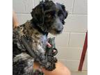 Adopt Bear - C491679 a Poodle