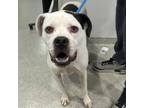 Adopt Blaze a Boxer