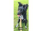 Adopt Tara a Australian Shepherd, Border Collie