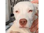 Adopt Kai a Mixed Breed