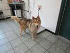 Adopt Bowen a Husky, Mixed Breed
