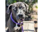 Adopt Havana a Pointer, Pug