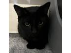 Adopt Liam a Domestic Short Hair