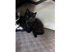 Adopt Onyx a Domestic Long Hair