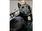 Adopt Leo a Schipperke