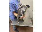 Adopt Applebee`s a Pit Bull Terrier