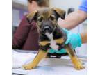 Adopt Freyja a Australian Shepherd, Mixed Breed