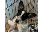 Adopt Fairy a Australian Cattle Dog / Blue Heeler