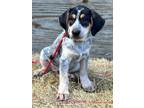 Adopt Quail a Australian Cattle Dog / Blue Heeler, Hound