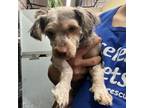 Adopt Marley-Chino Hills Location a Shih Tzu