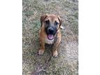 Adopt Buddy a Black Mouth Cur