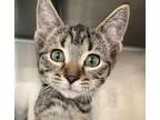 Adopt Smyrna a Tabby, Domestic Short Hair