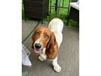 Adopt Angela Basset (Basset Hound) a Basset Hound