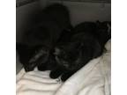 Adopt Belle a Domestic Long Hair