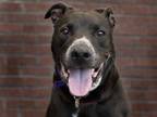 Adopt JACK a Labrador Retriever, Australian Cattle Dog / Blue Heeler
