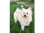 Adopt Mr. Fluffmore a Pomeranian, Shih Tzu