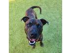 Adopt Frost a Pit Bull Terrier