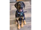 Adopt Mando a German Shepherd Dog, Coonhound