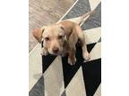 Adopt Frannie a Dachshund, Mixed Breed
