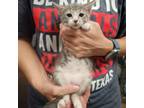 Adopt Adalina a Extra-Toes Cat / Hemingway Polydactyl