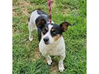 Adopt ROB SPOTS a Rat Terrier