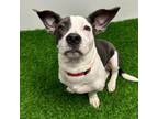 Adopt Tyrannosaurus Rex a Dachshund, Pit Bull Terrier