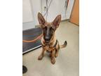 Adopt Marcus a German Shepherd Dog