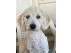 Adopt Princess a Miniature Poodle