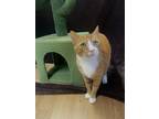 Adopt Orange Peel a Domestic Short Hair