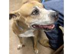 Adopt Jane a Pit Bull Terrier