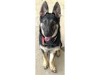 Adopt Lilith a German Shepherd Dog
