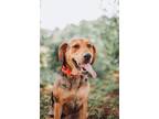 Adopt 66531A Chickadee a Catahoula Leopard Dog, Mixed Breed
