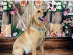 Adopt Sadie a Golden Retriever, Yellow Labrador Retriever