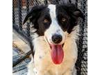 Adopt Roger a Australian Shepherd