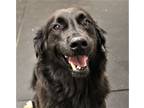 Adopt Chappy Aka Chaps a Border Collie
