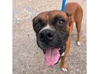 Adopt Zeus (os) a Boxer