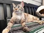 Adopt Princess a Siamese