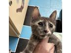 Adopt Nova a Domestic Short Hair